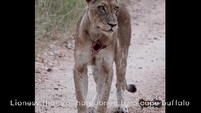 Lioness that got harpooned by a cape buffalo