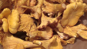 Mushrooms time! Tomorrow....BRUSCHET TA!!!!