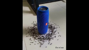 Ant slam