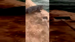 Crocodiles Vs Shovel