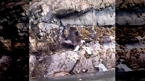 Mamma foca salva all'ultimo minuto il suo cucciolo da un'enorme aquila