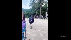 The cassowary ( The most dangerous bird in the world! )