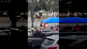 Bulls on the run