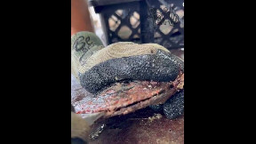 Impeccable Chocolate Cherry Pearl emerges from this Oyster