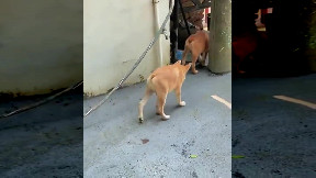 Strange Breed