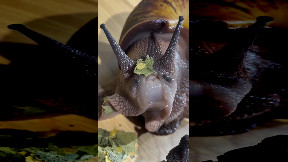 How Snails Eat