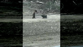 Moonwalking Bear
