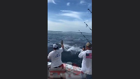 Blue marlin was inches away from a direct hit