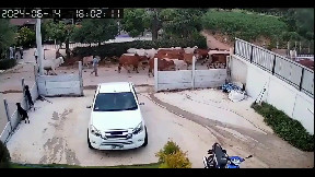 Cattle Karma