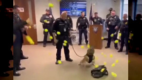 K-9 police dog sent into retirement with tennis ball surprise