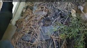 Bodycam video shows first responders rescue Ohio woman trapped in burning home