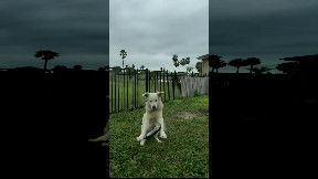 Just recently released Starship-footage ..