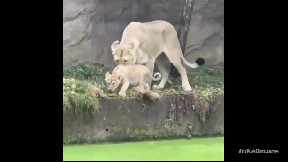 A lion pushes its child without knowing it is water
