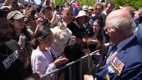 Alpaca Sneezes on King Charles