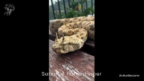 Saharan horned viper - Cerastes cerastes