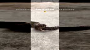 Snake swallowing another snake