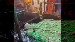 Sea lions caught by fishing trawler