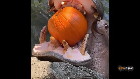 Hippopotamus eating a pumpkin