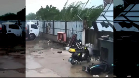 Dog miraculously survives the hurricane