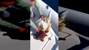 Rescue of trapped turtle