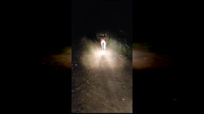 Moose Danger at Night
