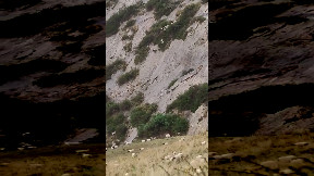 Dorper sheep make their way down a mountain