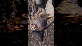 Peanut Squirrel