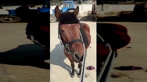 Horse Haircut