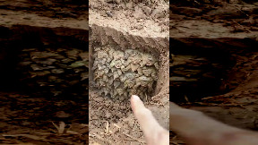 Turtles in brumation in soil