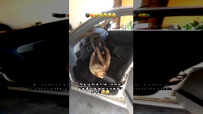 Man found a sloth hanging from his car's steering