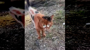 Interesting Fur Markings